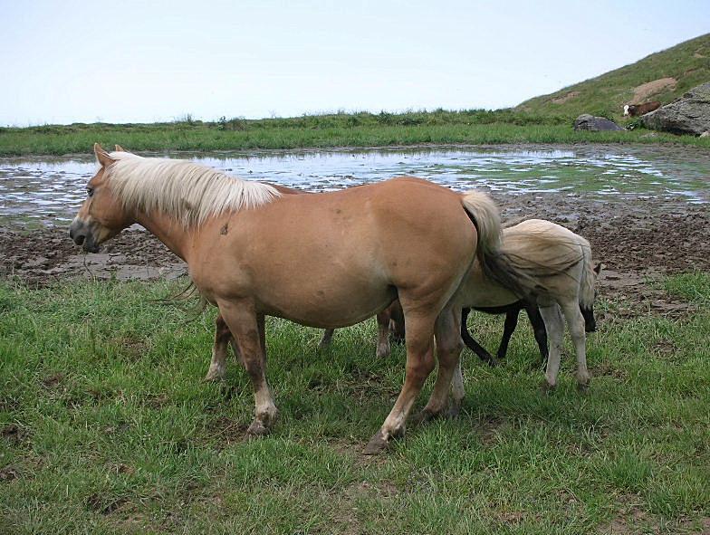 Dopo gatti e cani parliamo del Cavallo?